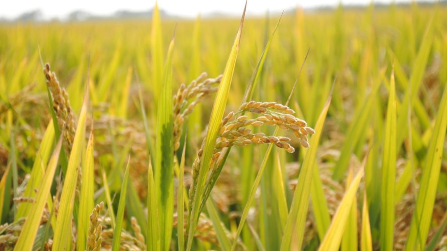 第96回 玄米を食べると調子が悪くなるのは?